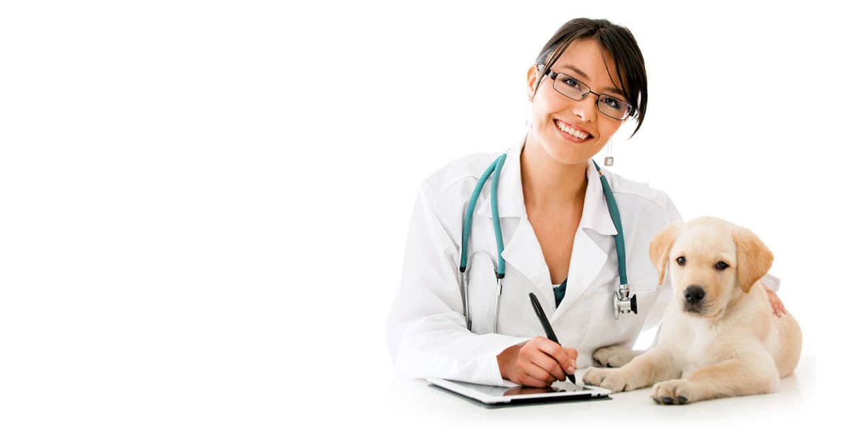 Ветеринарка з лабрадором для другого слайдера