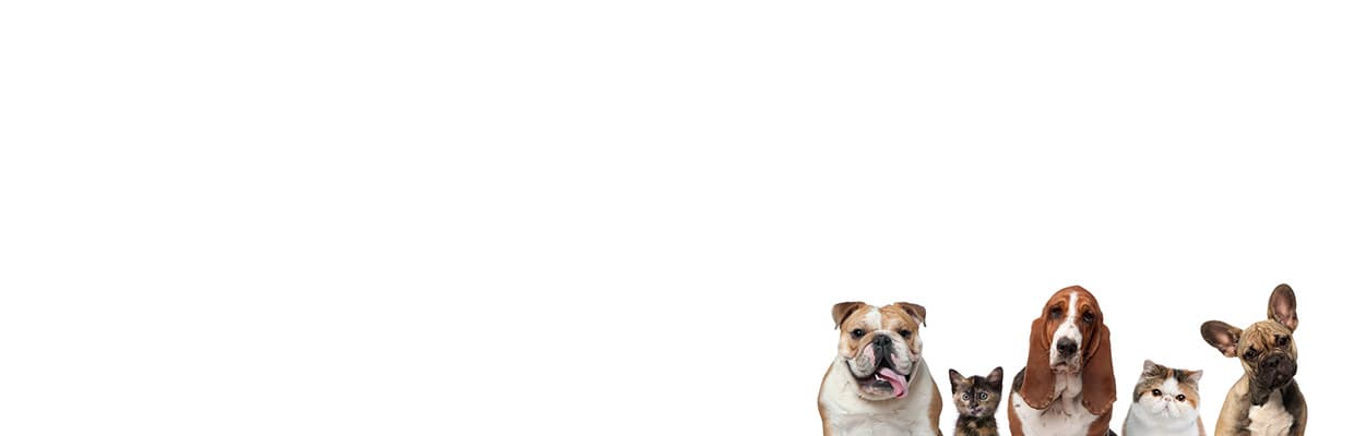 Собаки та кіт на банері сторінки підписки