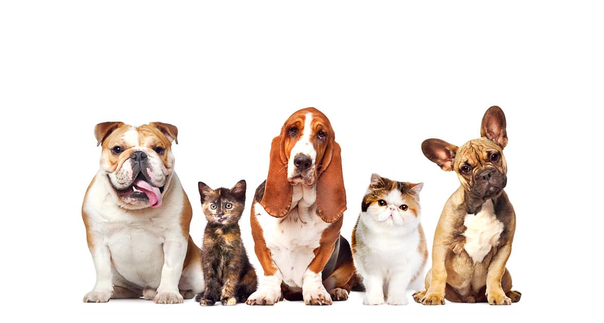 Колаж із собаками та котами для головного слайдера