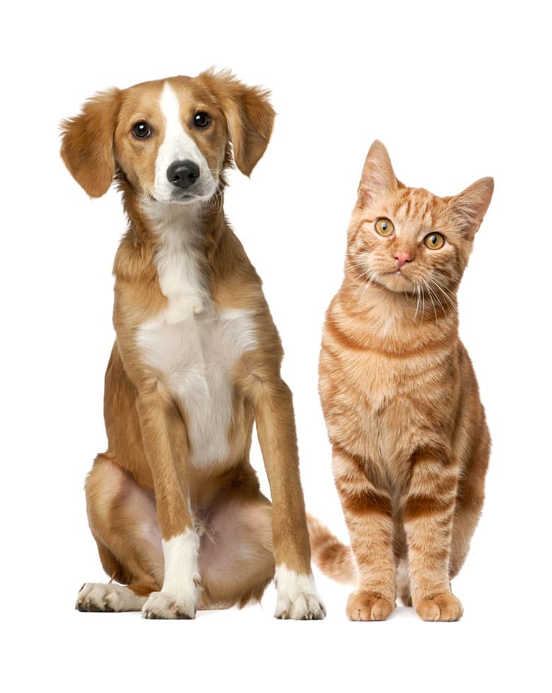 Собака й кіт на світлому фоні